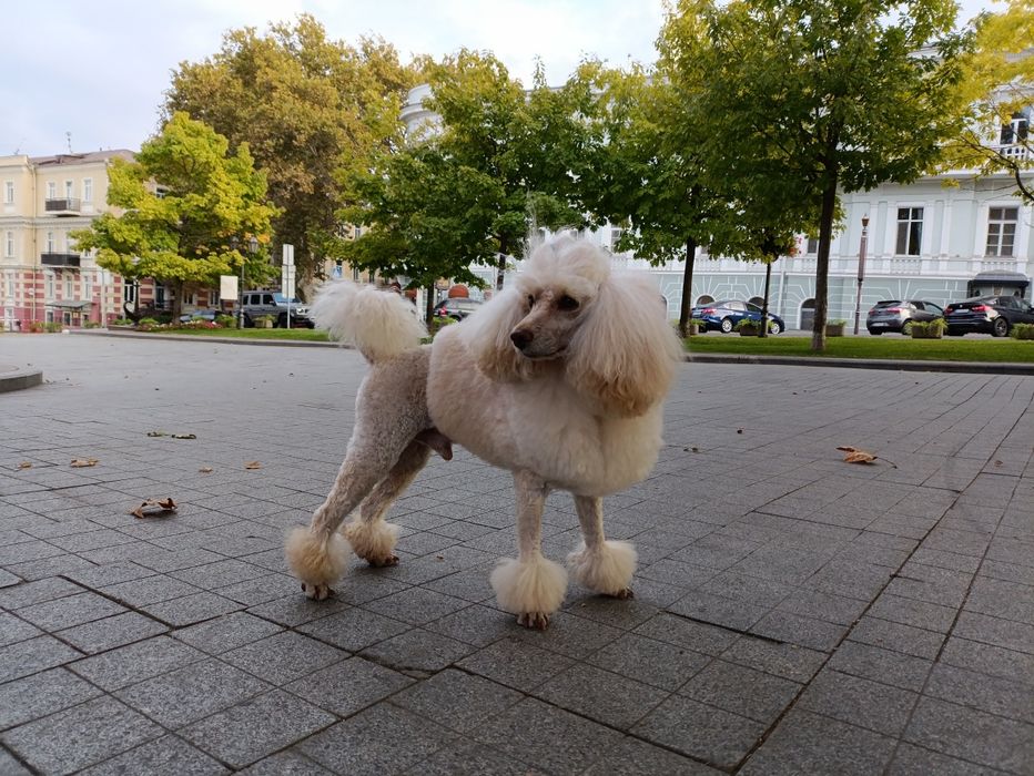 Вязка Малый пудель      Michelangelo   за Алиментного щенка договорная