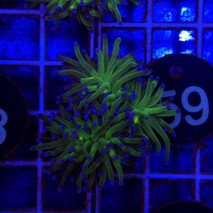 Euphyllia glabrescens Cotton Candy - 3 głowy