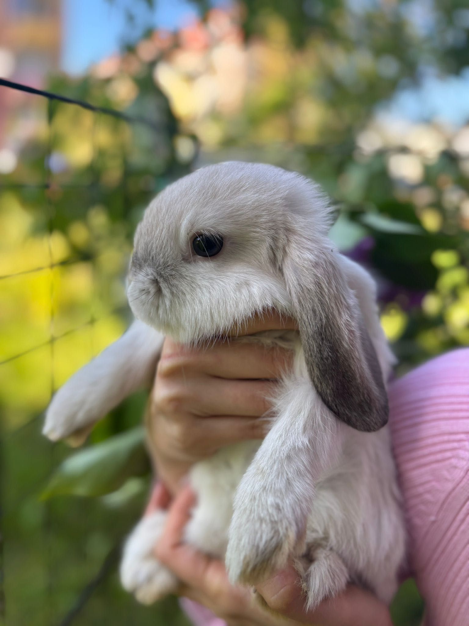 Królik miniaturka Mini Lop baranek top hodowla