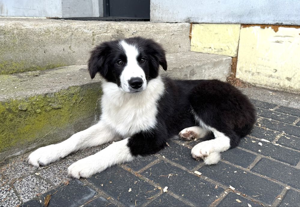 Suczka Border Collie FCI