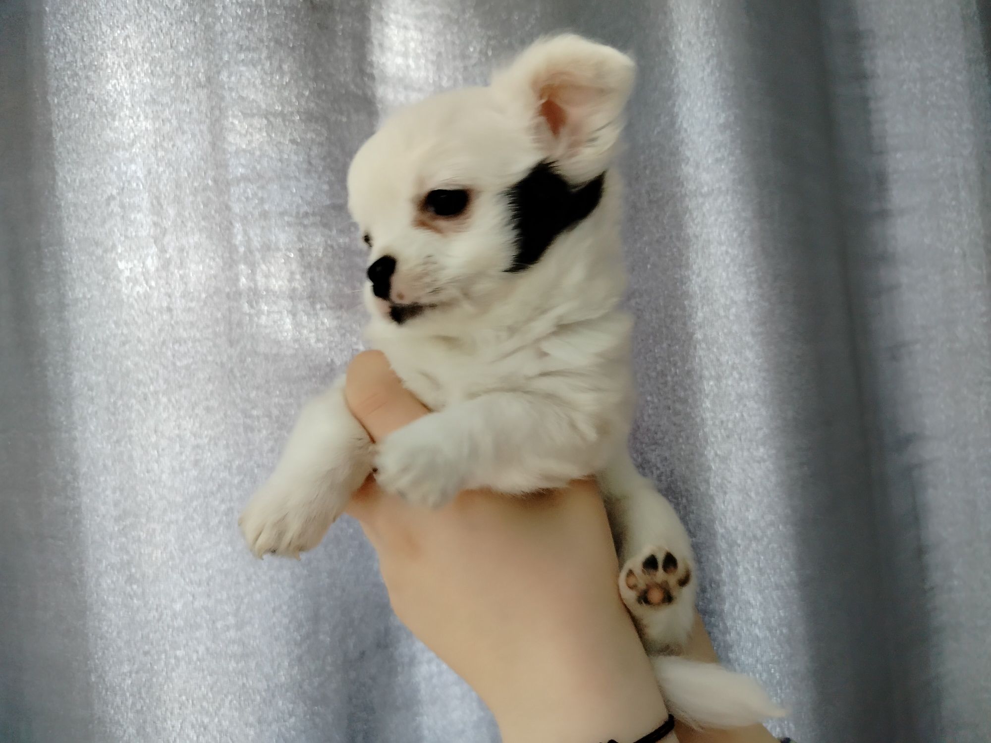 Chihuahua piesio