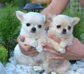 Chłopiec Chihuahua