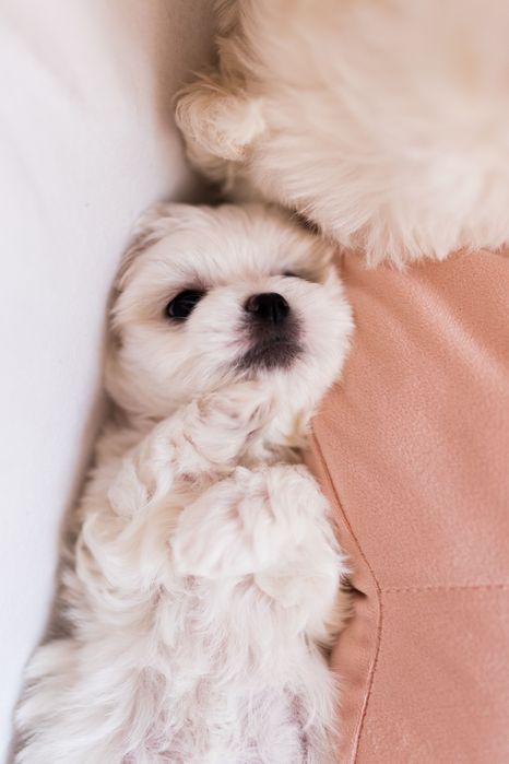 Maltańczyk z rodowodem i chipem / gotowy do odbioru