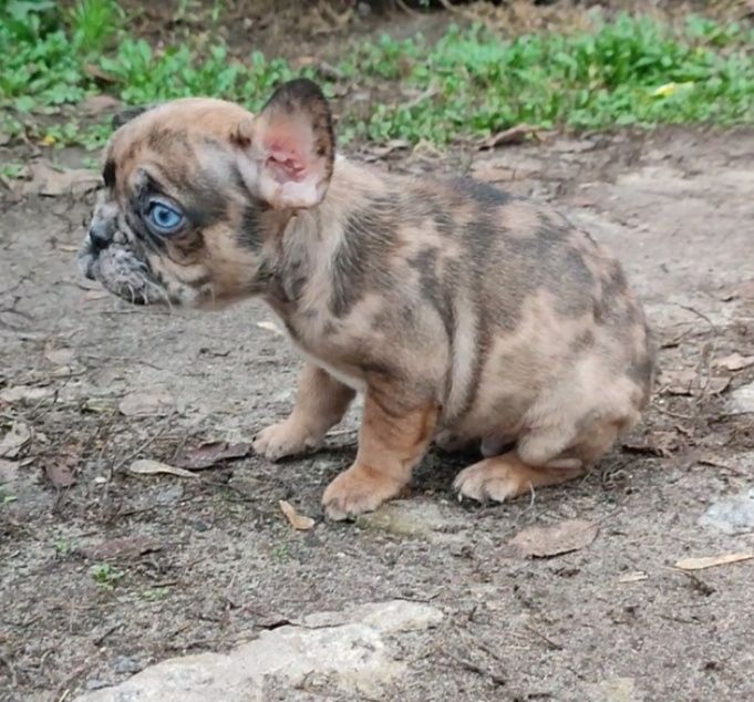 Красавчик мерле с голубыми глазами