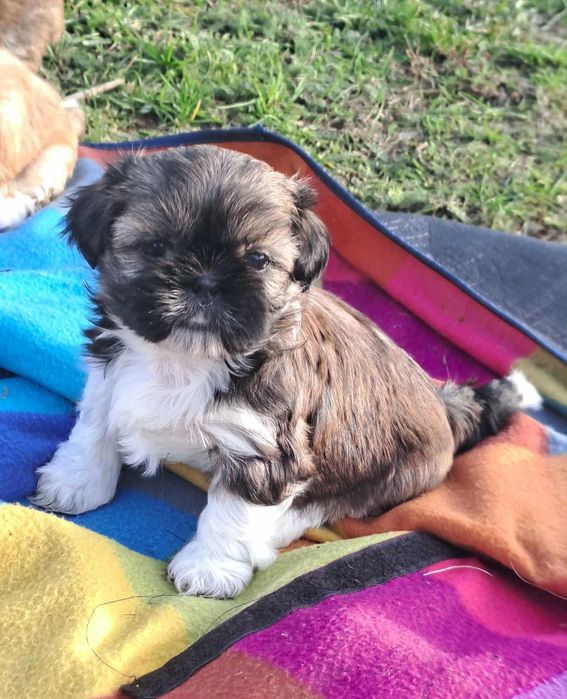 Szczeniak Shih tzu