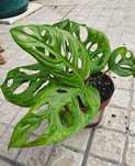 Planta Monstera adansonii