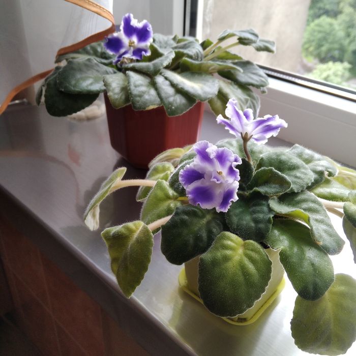 Фіалки квітучі, фіалка вазон