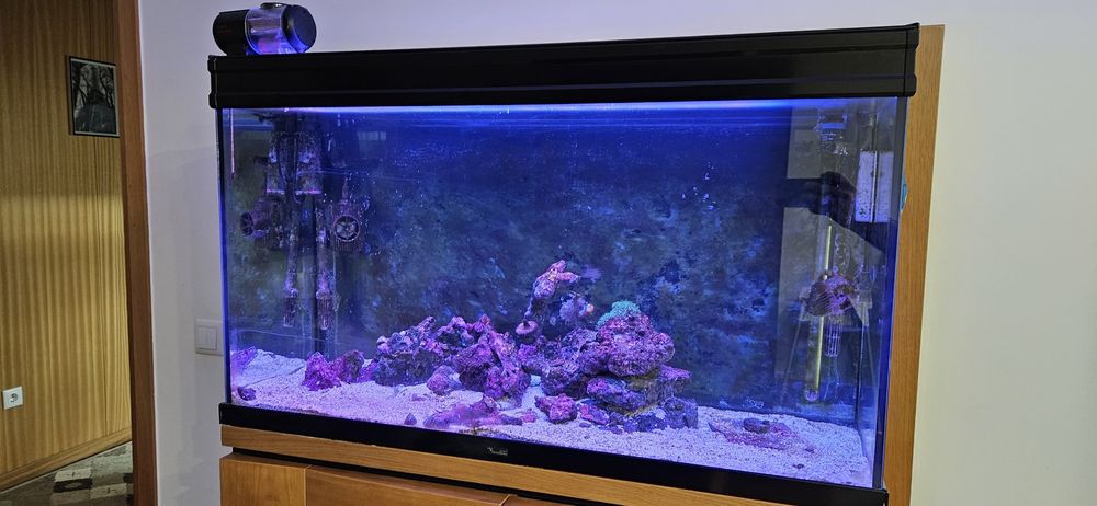 Vendo Aquario agua salgada