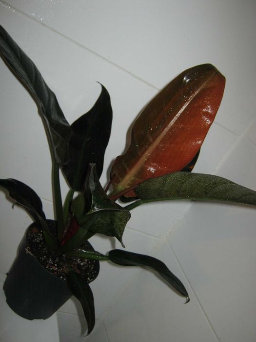 филодендрон разные сорта домашние детки укорененные черенки от150грн