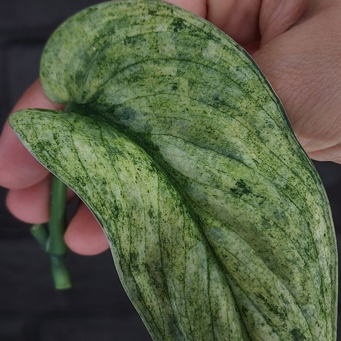 Scindapsus Silver Splash Variegata #1