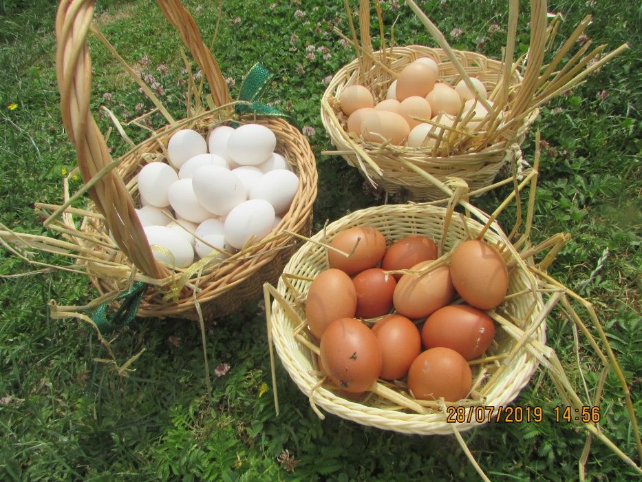 lęgowe jaja kolorowe, araukana, marans, karzełek, wyandotte ...