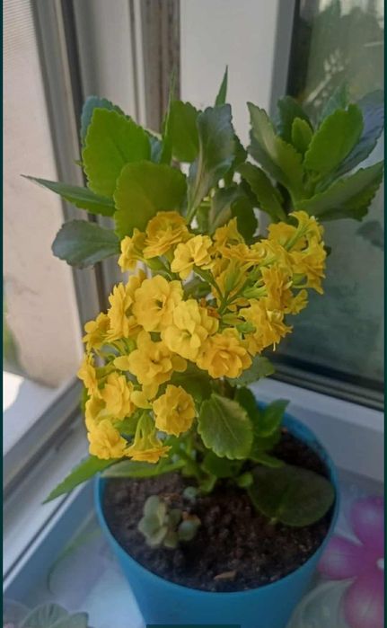 Каланхоэ Каландива