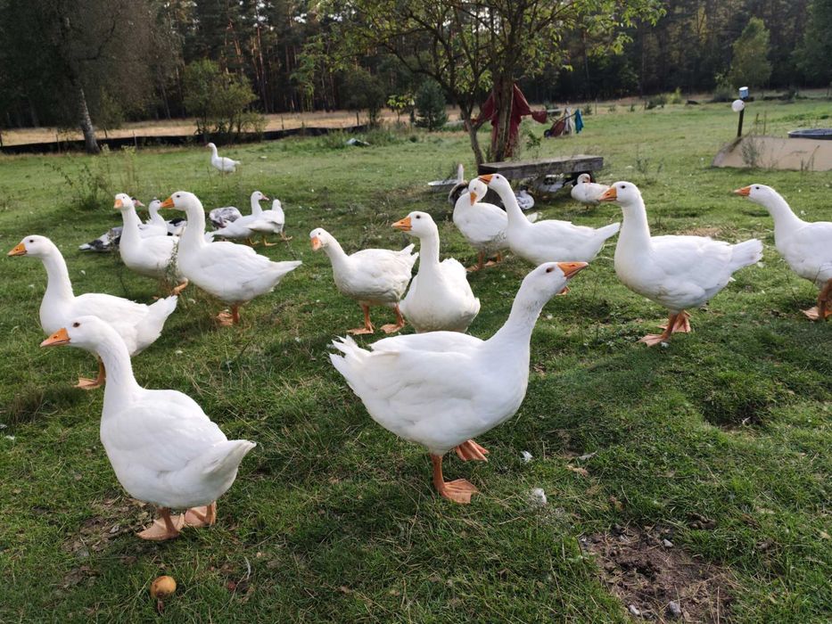 Gęsi żywe lub tuszka