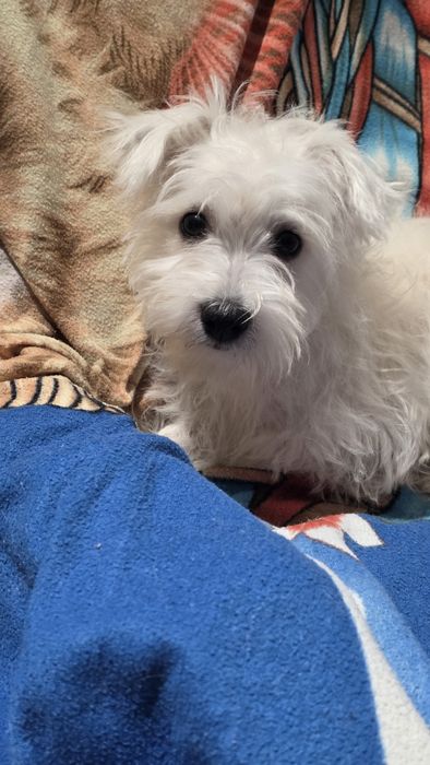 Piesek czeka na nowy dom West Highland White Terrier