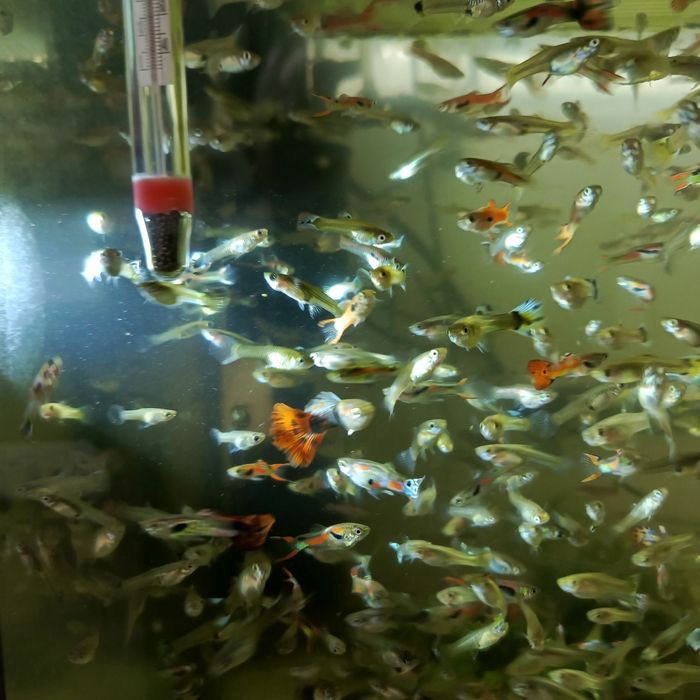 Sprzedam gupiki wybarwione