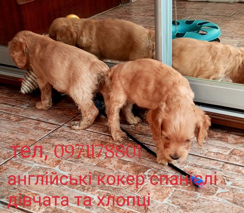 Сміливі та віддані, спанієлі грайливі та веселі подарують море емоцій.