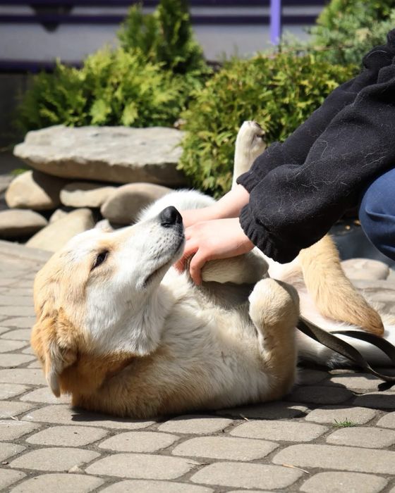 Собака в добрі руки