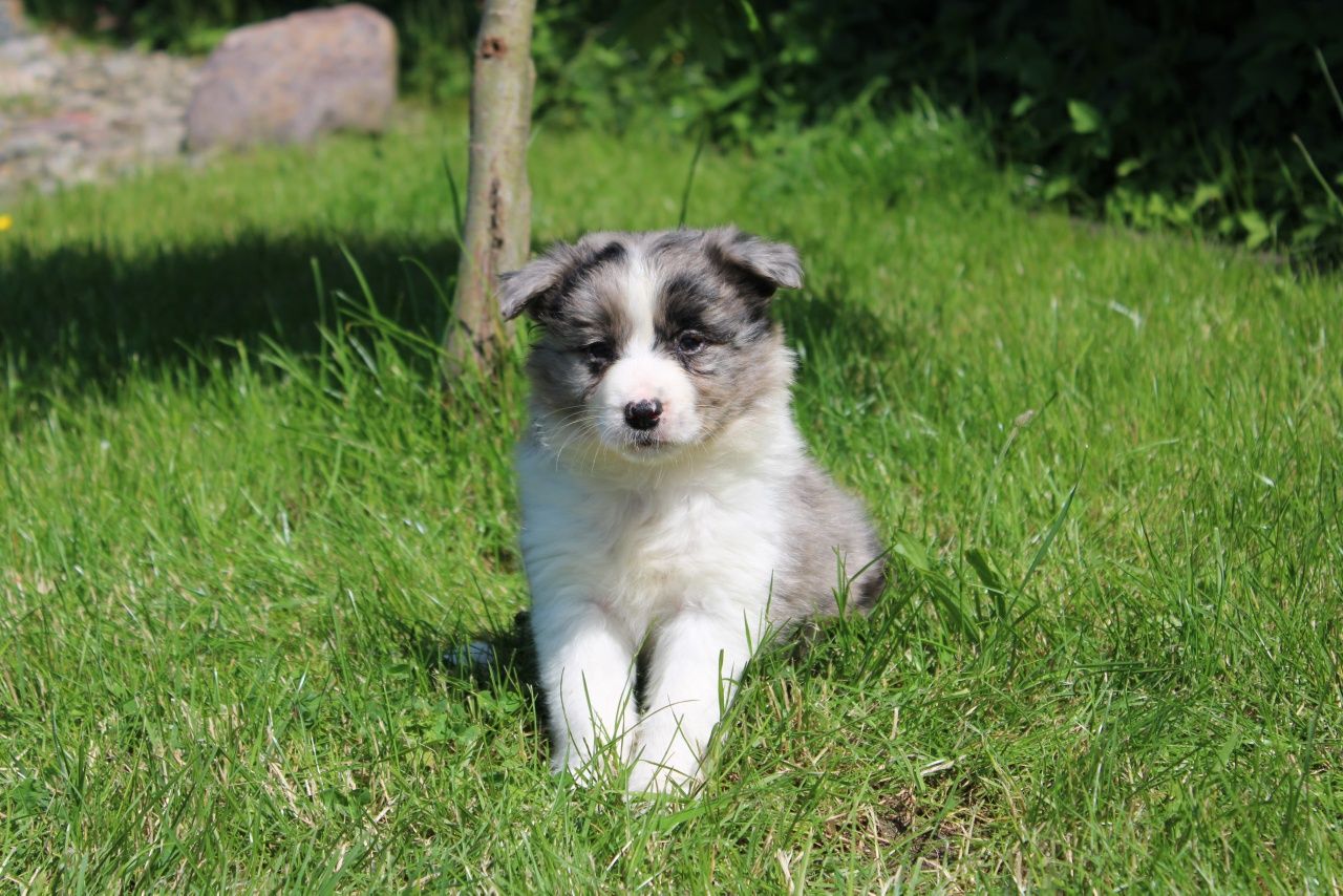 GOTOWE DO ODBIORU! Border collie suczka blue merle