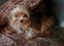 Yorkshire terrier Unikatowy Yorkz niebieskimi oczkami
