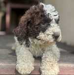 Piesek Lagotto Romagnolo