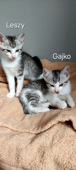 Gajko 3 miesięczny kocurek