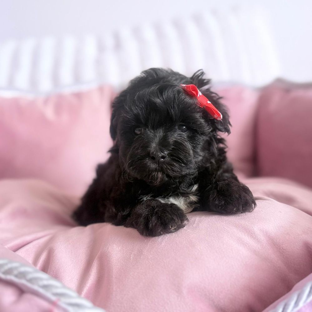Maltipoo piesek gotowy do odbioru