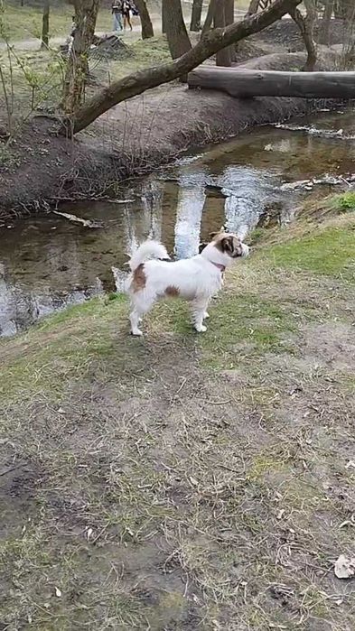 Вязка Джек Рассел терьер.