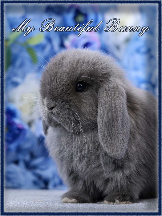 Młody Piękny Królik 100% Mini Lop - Niebieski