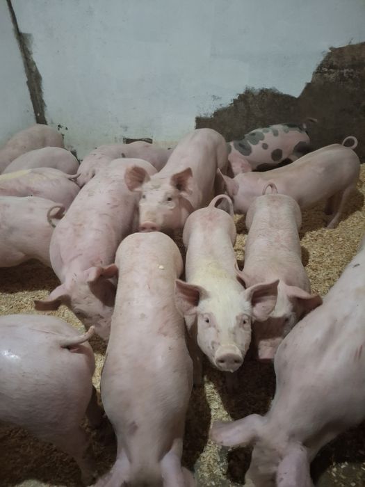 Leitões com 25-30 Kg