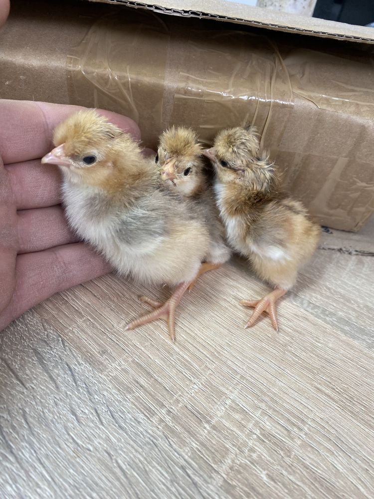 Kurczeta kurczaki jednodniowe