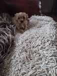 Cudny piesek Maltipoo