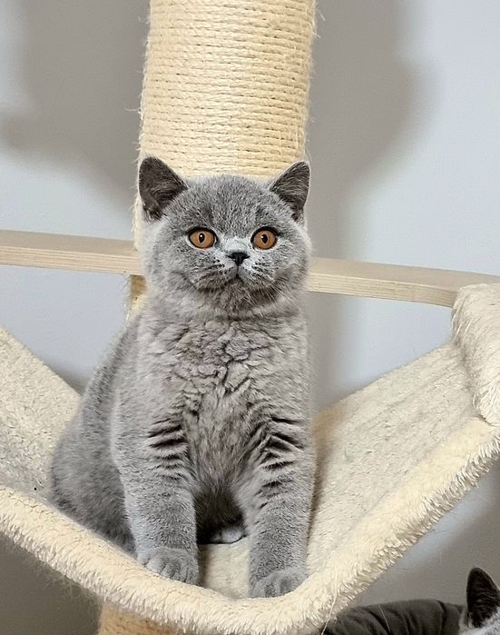 Gatinho British azul.