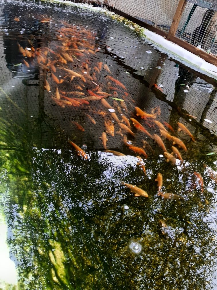 Carpas Koi venda