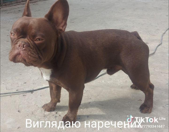 Кобель Ізабелла Роджо