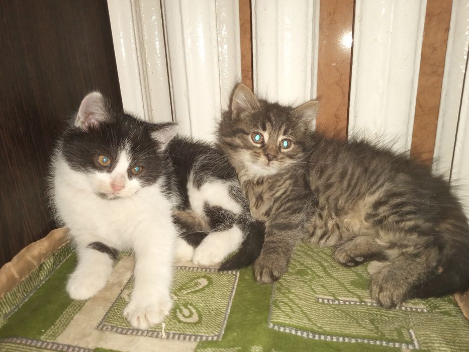 Кошенята в добрі руки