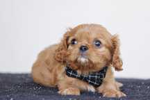 Cavalier King Charles Spaniel - chłopczyk ruby - Leo L’Amour