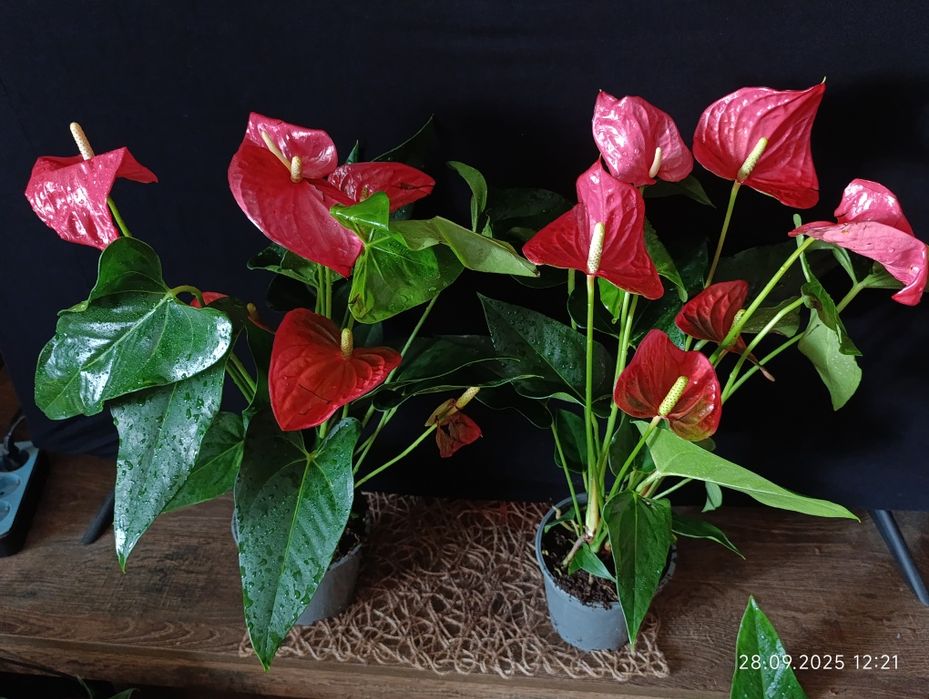 Антуріум Anthúrium