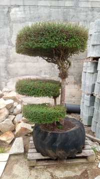 Ligustrum jonandrum