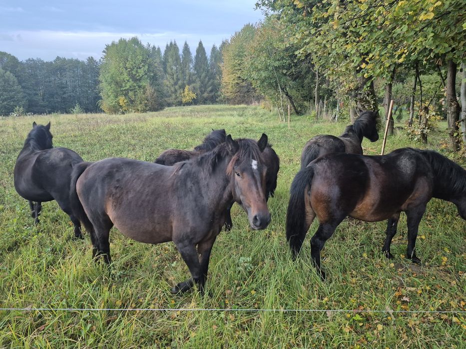Sprzedam klacz huculska z licencją