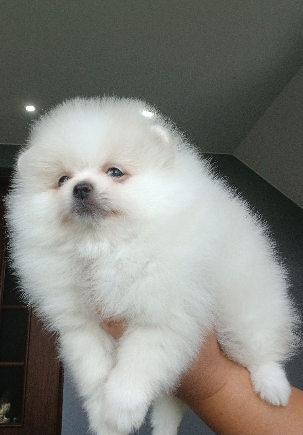 *Pomeranian Mini typ misia Piesek DRACO *