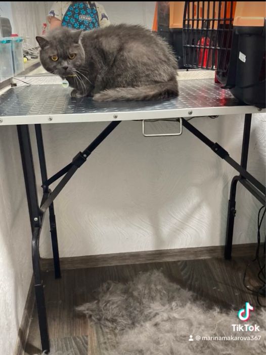 Груминг котиков