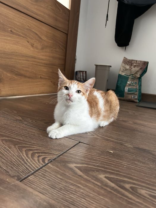 Piekny kocurek poleca sie do adopcji