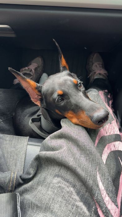 Восьмимісячна дівчинка добермана шукає нову сімʼю