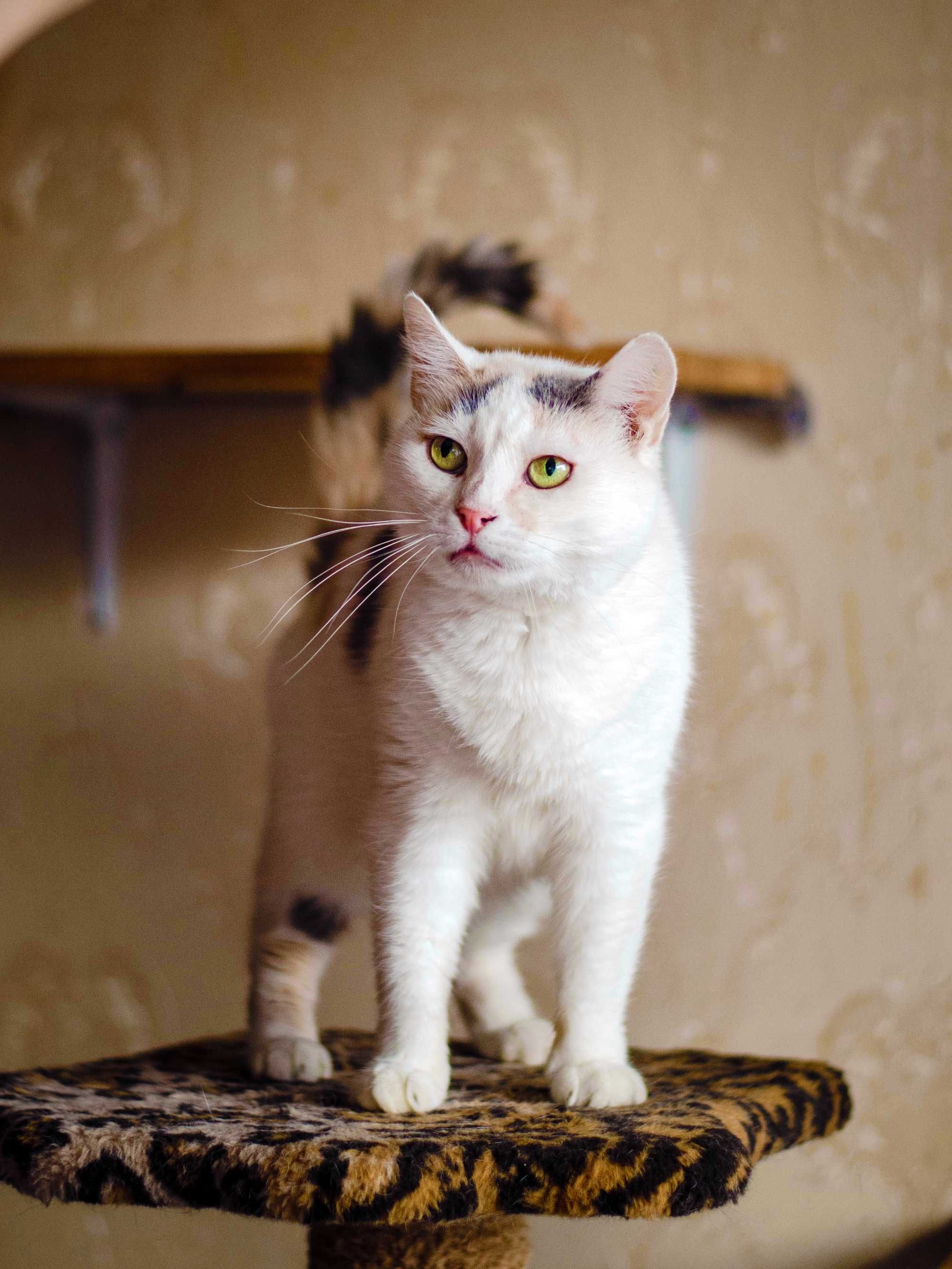 Біла кицюня – цукерочка Джина | кішка 1 рік