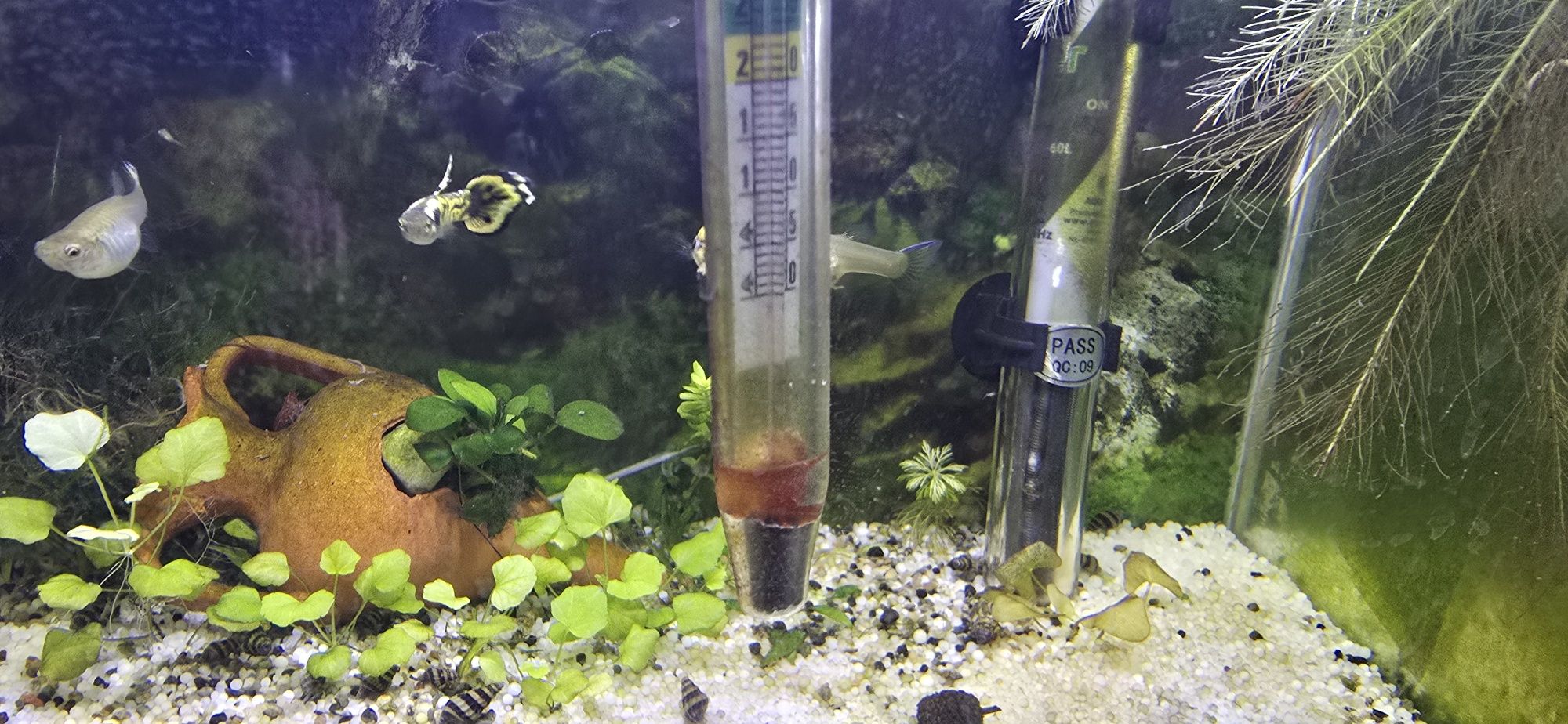 Cedo peixes caseiros