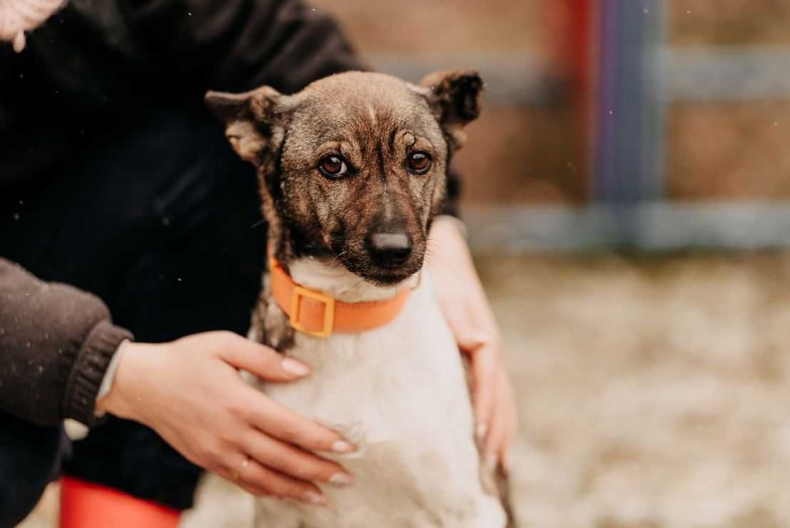 Malutka, spokojna, grzeczna Nutka poleca się do adopcji!!!