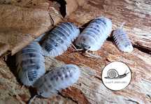 Nesodillo arcangelii ex. Cubaris shiro utsuri isopody
