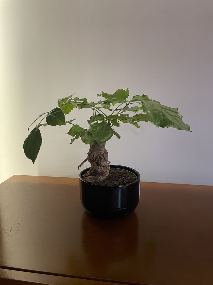 radermachera bonsai mini drzewko