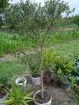 Oliveira bonita para jardim ou em vaso grande