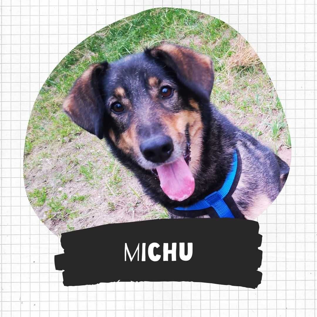 Michu vel Misiek czeka na domek